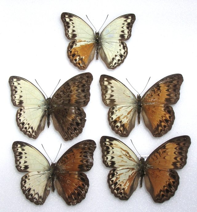 Cymothoe caenis  gynandromorphs (set of 5) (Internet Image property of respective owner, non-commercial use only)